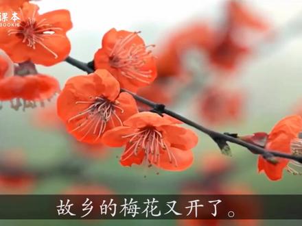 #课文朗读 #遇见咸阳 五年级下册第4课《梅花魂》