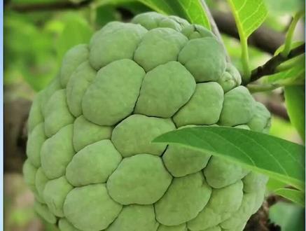 台湾街头小吃“鲜切佛头果”号称水果中的冰激凌,80一盒便宜又好吃,要不要来一盒?#神奇水果 #街头美食 #植物科普 #释迦果#水果的神仙吃法