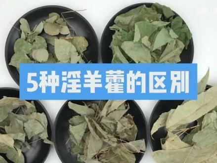中国药典5种淫羊藿的区别#传承中医文化 #中药材 #乡村守护人