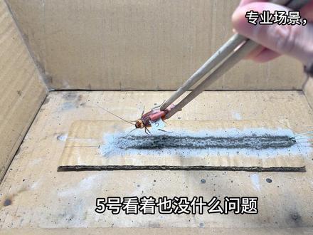蟑螂测试负重反应能力 测试蟑螂在负重的条件下反应能力如何