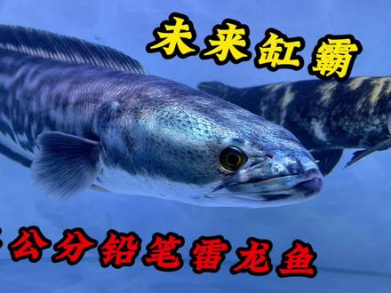 历经11天50几公分铅笔雷龙,终于开口捕食,缸霸指日可待 #观赏鱼 #猛鱼 #热带观赏鱼 #雷龙 #过滤棉 #养鱼日记