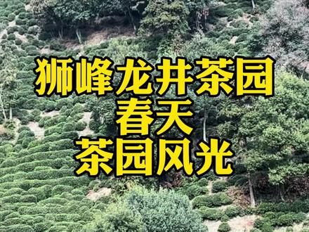 狮峰龙井茶园,春天茶园风光 #西湖龙井 #狮峰龙井 #龙井茶 #杭州特产
