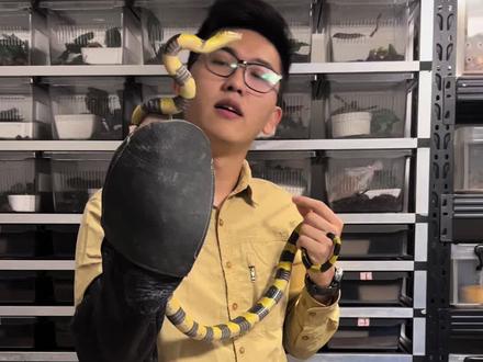 钓鱼佬的“噩梦”→金环蛇 所以说你们家乡最毒的是什么蛇?#科普 #爬宠 #蛇 #创作者扶持计划 #原创视频