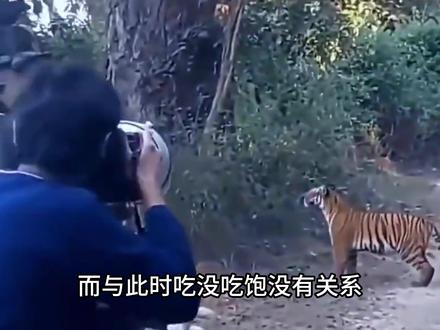 猫为什么喜欢把老鼠玩到半死不活才吃,直接吃掉不是省体力么? #科普