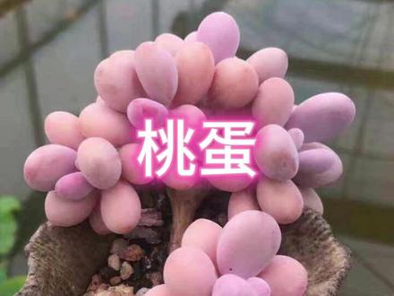 带你了解每一款#多肉植物 ——桃蛋#爱生活爱养花 #我的多肉花园 #种植小技巧 #桃蛋