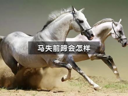 为何马的腿受伤后就会被执行安乐死#科普知识