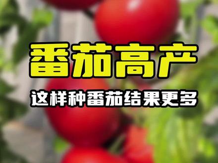 这样种番茄,结果大又多#阳台种菜 #种番茄 #羊粪有机肥