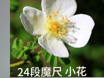 24段百变魔尺折小花#百变魔尺 #魔尺24段玩法大全 #益智玩具 #24段魔尺教程 #动手动脑