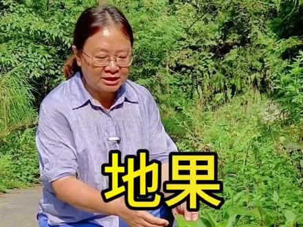 60后、79后儿童时期暑假经常到野外去采集的一种野果——地果,你们还记得这种野果的味道吗?#一日一植物