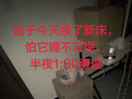 半夜1:30检查小鸡睡眠状况 #搞怪萌宠 #鹦鹉睡觉 #鹦鹉日常 #萌宠出道计划 #萌宠日常记录