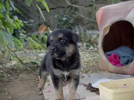 还记得这只流浪小奶狗嘛!它的后续来了 #流浪狗救助 #腊肠犬 #暖心正能量 #在心里种个太阳 #萌宠救助