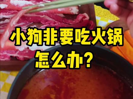 狗狗欺骗餐|用cos系火锅应付大馋狗#萌宠出道计划 #毛孩子可以治愈各种不快乐 #博美