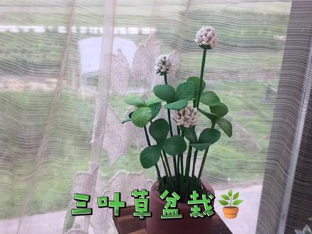 超轻粘土手办今日分享三叶草盆栽制作教程大家觉得好看吗?