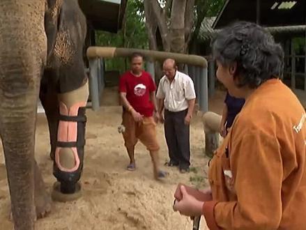 人类能给断腿大象装假肢,为何赛马摔断一条腿,就被当众安乐死? #动物 #马 #大象