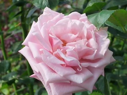 山海共证 娇龙回家 #贺娇龙#昭苏#娇龙月季