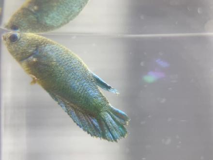 泰国斗鱼,胡椒病快速治疗方法,一天痊愈 看完这期,斗鱼得了胡椒病,再也不用怕了#泰国斗鱼 #胡椒病 #穿婚纱的鱼 #观赏鱼 #鱼病