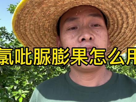 氯吡脲在柑橘上膨果的应用。适当的使用氯#抖音助农 #农业种植 #三农 #卢文彝讲柑橘#氯吡脲;吡脲能够促进细胞分裂分化,一般用在中小型果品种上,脐橙,柚类等大果型品种慎用。氯吡脲不是肥料,要配合肥水管子才能发挥好效果。不能乱用与滥用!