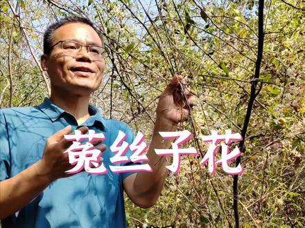 菟丝子开花了,很少人见过,它的花蜜价值很高!#大山里的原生态 #大自然的馈赠 #三农
