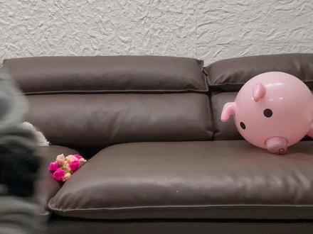 今天玩一下蛋仔盖盖奶起泡胶,真的好解压! #大耳朵依依 #搞笑 #抽象 #史莱姆 #起泡胶 @依依