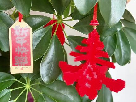 拼豆挂件|可以旋转的新春挂件来啦!!
立体春字是跟着yaya呀老师做的~在此基础上增加了轴承,这样春字就可以随风转动起来啦~
#真实生活分享计划 #拼豆 #拼豆图纸 #拼豆教程 #拼豆日常