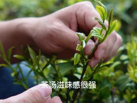 金观音, 杂交出来的闽南乌龙优质品种 #安溪铁观音 #明前头茶#召唤茶友#春茶 #茶园管理#乌龙茶 #闽南乌龙#回乡创业 #2022新农人计划 #大山里的原生态#虎西龙生态基地茶 #乡村守护人