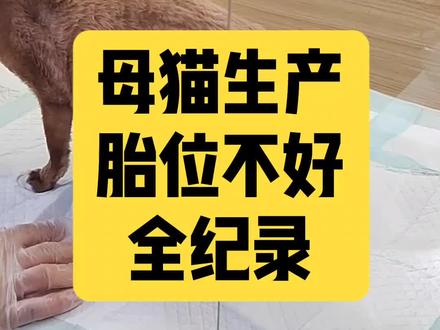 母猫生产胎位不好 母猫生产视频#德文卷毛猫#德文种公借配#德文九九#猫咪生产