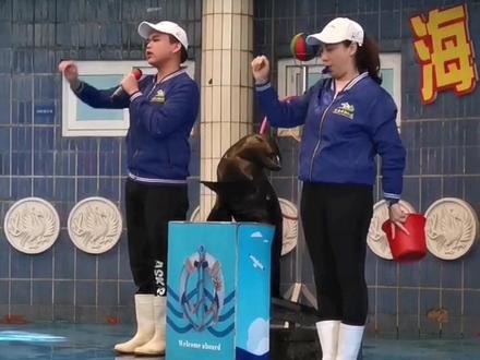 精彩的海狮表演全过程#精彩分享