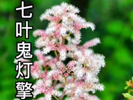 七叶鬼灯檠这个名字,真是又神秘又霸气,虎耳草科鬼灯檠属多年生草本植物。#记录三农 #大自然的神奇 #自然 #野生植物 #新农人计划2022