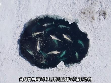 白鲸作为最聪明的动物之一,它的生活是什么样的 #白鲸 #动物世界 #青年创作者成长计划