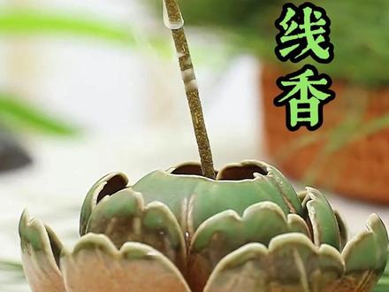 随处可见的柏树叶是制造禅香的上等材料#熏香#香文化#香道#传承文化#手工制作#侧柏