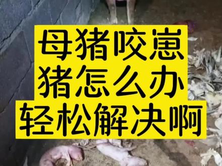 针对母猪产后咬崽,你们有什么好的建议呢#所有养猪人 #养好猪 #希望能帮到你少走弯路 #养猪人不容易