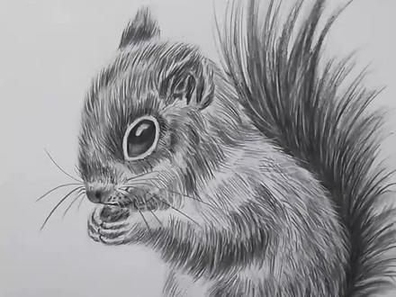 #绘画 #一起学画画 #画画 #素描 #素描动物 简单易学的素描动物松鼠画法