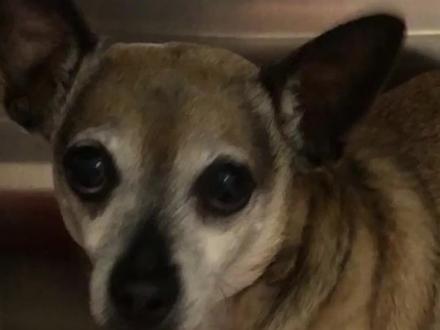 狗狗为什么会浑身发抖?可千万别大意了!更多养宠知识持续更新中……#萌宠 #养宠进阶指南 #宠物知识