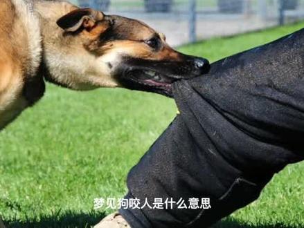梦见狗咬人,预示着什么?#做梦 #周公解梦 #梦境解析