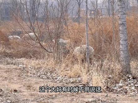 看下牧羊犬是如何帮助主人放羊的,真是血脉里自带的牧羊本领啊#我的乡村生活 #德国牧羊犬