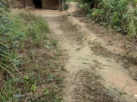 我的幽灵鸭和跑田鸭,他们看到我还是会跑。