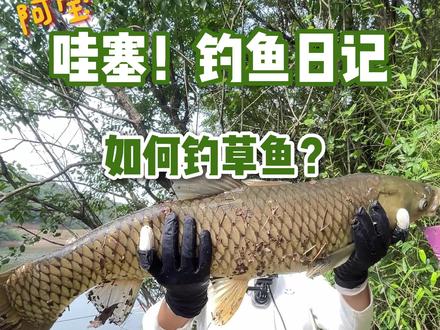 野钓草鱼原来是这样的~ #汉鼎一号七代 #汉鼎一号系列 #钓鱼王地狱猫 #如何成为野钓高手