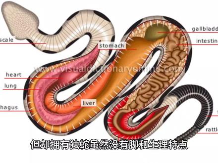 蛇没有脚。却为什么跑的这么快?#每天跟我涨知识