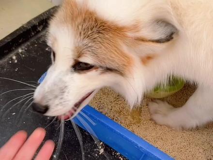 听说你想养狐狸?#萌宠 #金花熊猫狐 #狐狸