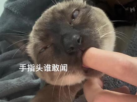 宝宝 你是一只小猫#暹罗啊暹罗啊 #暹罗猫糊了 #吮指原味猫
