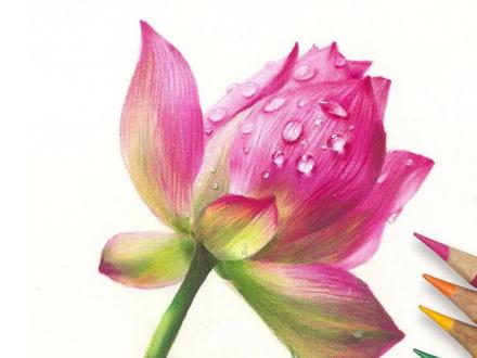 “接天莲叶无穷碧,映日荷花别样红。”
#一起学画画 #彩铅 #彩铅手绘
