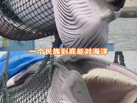 第一次这么支持激进派! #海洋守护者协会 #捕鲸 #海洋守护 #日本