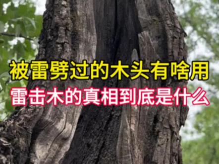 雷击木有啥用?
#科普 #文玩 #雷击木 #锦渝造物
