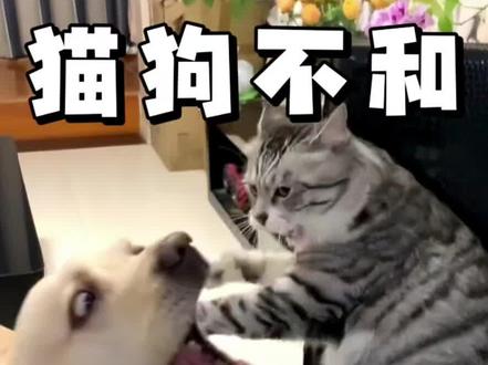 猫和狗为什么玩不到一块#猫咪 #猫狗双全 #养猫经验分享 #科学养宠攻略 #萌宠