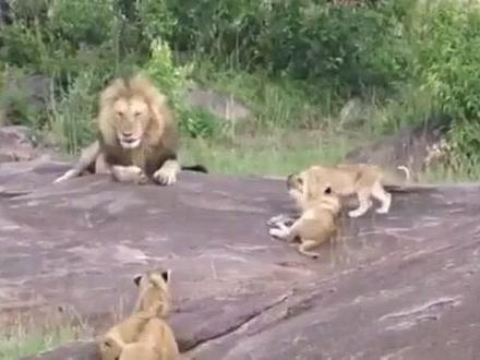 回忆过去,黑岩雄狮之一隆戈爸爸带小时候的黑岩男孩9兄妹。
#野生动物零距离 #狮子 #神奇动物在抖音