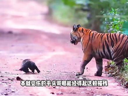 平头哥太猛了,根本没有对手了 #动物世界百科 #动物纪录片解说 #史前巨兽 #动物世界 #野生动物零距离