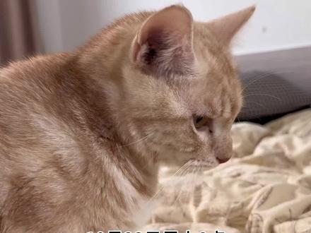 #猫咪日记 #脑炎猫 记录向上的脑炎治愈过程