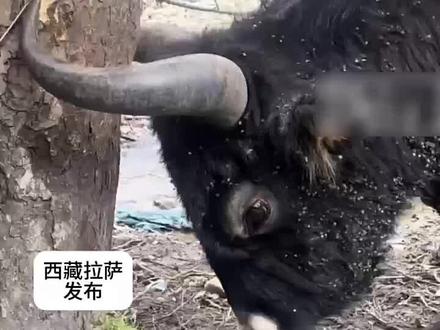 女子野炊时偶遇牦牛角被树干卡住,用水果刀割了十多分钟成功解救牦牛#民生