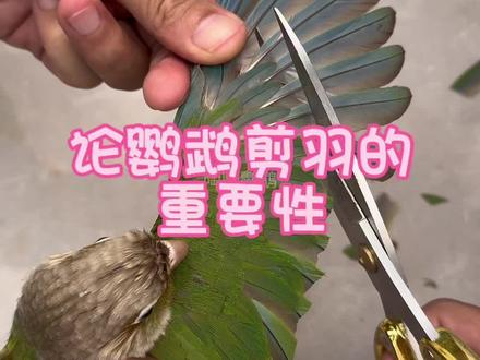 论鹦鹉剪羽的重要性#鹦鹉小白 #萌宠出道计划 #鹦鹉 #鹦鹉剪羽
