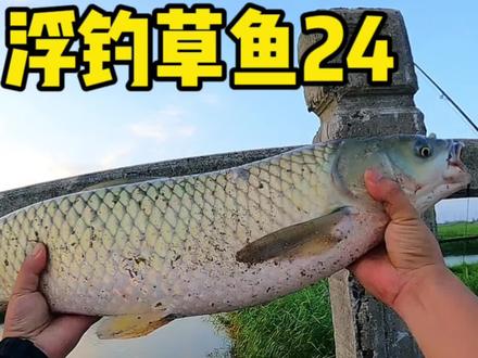 认真看完这个视频,对钓草鱼会有帮助。#钓鱼 #钓鱼人 #浮钓草鱼 #草鱼钓法 #野钓草鱼